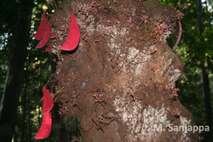 Humboldtia bourdillonii